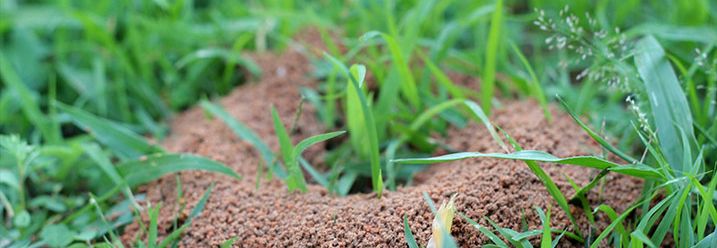 kleiner Ameisenhaufen im Rasen 